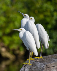 Snowy Egrets perched on a boardwalk.  Snowy Egrets were hunted nearly to extinction for their wispy...