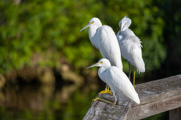 Snowy Egrets perched on a boardwalk.  Snowy Egrets were hunted nearly to extinction for their wispy feathers.