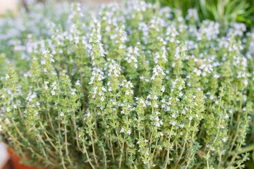 Thyme plant (Thyme Sicilian), aromatic herb used for cooking in a market in Madrid (Spain), selective focus on the center of the image.