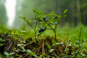 Ripe blueberries. Green blueberry bush with juicy ripe berries in the forest