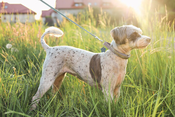 Cute dog with leash in green grass outdoors