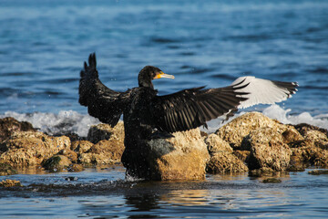 Cormoran en playa de Campello, Alicante, España