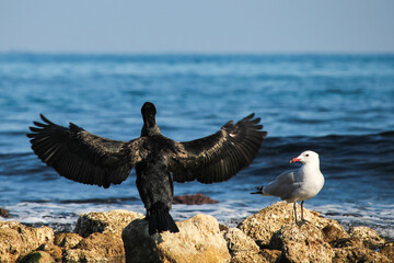 Cormoran con Gaviota en playa de Campello, Alicante, España