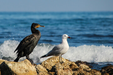 Cormoran con Gaviota en playa de Campello, Alicante, España
