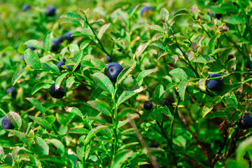 Ripe blueberries. Green blueberry bush with juicy ripe berries in the forest