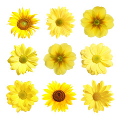 Set with different beautiful yellow flowers on white background