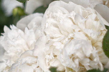 Delicate fluffy peony on a wood background. Vintage peony background