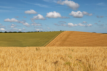 Fototapeta premium Fields of cereal crops in the summer sunshine