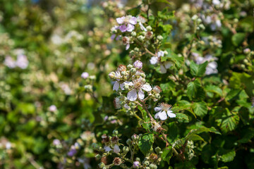 A blackberry bush in flower in summertime