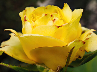 yellow rose bud