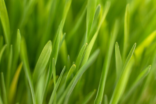 Fresh green grass background macro image. selective focus.