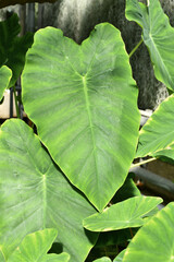 Leaf of tropical 'Colocasia Esculenta' Taro plant