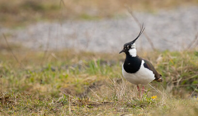 Northern Lapwing (Vanellus vanellus) Guarding its territory in grassland Breeding Habitat copy space