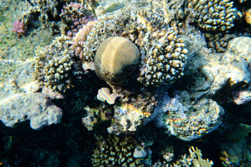 Naklejka na ściany i meble Corals in the Red Sea, underwater world
