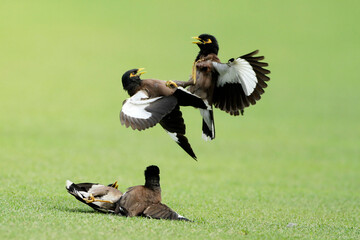Two pairs of shalikh (Common myna) fighting tooth and nail at  Dhaka Bangladesh where another...