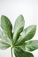 Close up of tropical green leaf at white background. Nature backdrop. Front view.