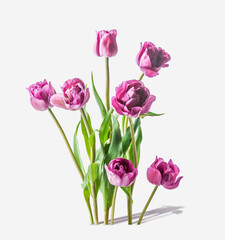 Pink purple tulips bunch standing on white background with shadow. Front view.