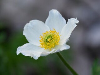 fleur blanche et jaune, en altitude de montagne, en pleine nature
