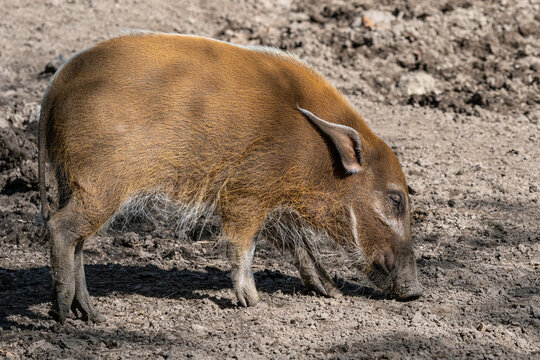 Red River Hog (Potamochoerus porcus) looking for food.