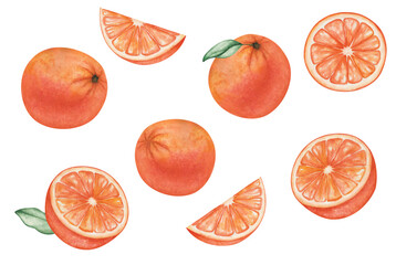 Watercolor illustration of hand painted oranges, grapefruits, tangerines round, cut, sliced with green leaves. Tropical citruis fruits. Fresh juice ingredients. Vitamin C. Isolated clip art of food