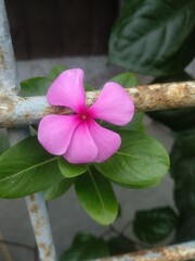 Tree and red tulip flowers in the spring garden. Keukenhof, Netherlands, Europe.