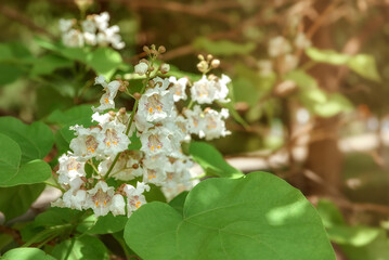 A flowering branch of catalpa.