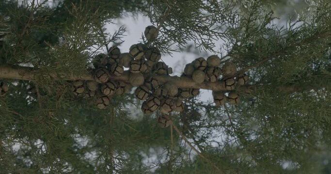 pine trunk detail seen from below.