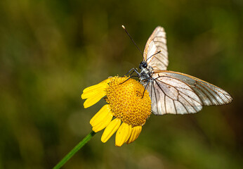 Early in the morning, dew-covered butterflies wait for the sun to come out and dry them to fly.