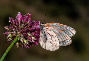 Early in the morning, dew-covered butterflies wait for the sun to come out and dry them to fly.