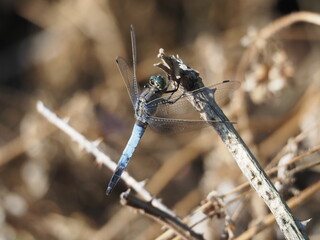 libélula de color azul y gris, vientre plano, cuatro alas desplegadas con sensores dorados, cabeza prominente y cuatro patas, lérida, españa, europa
