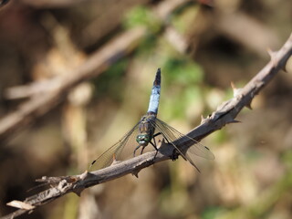 libélula de color azul y gris, vientre plano, cuatro alas desplegadas con sensores dorados, cabeza prominente y cuatro patas, lérida, españa, europa