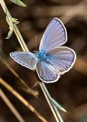 Early in the morning, dew-covered butterflies wait for the sun to come out and dry them to fly.