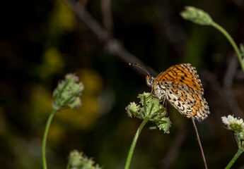 Early in the morning, dew-covered butterflies wait for the sun to come out and dry them to fly.