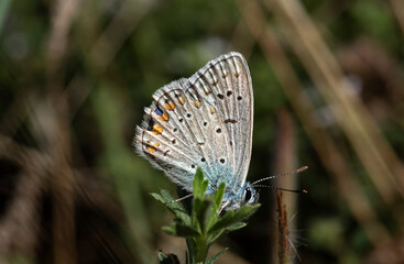 Early in the morning, dew-covered butterflies wait for the sun to come out and dry them to fly.