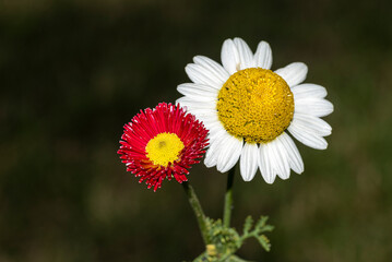 daisy and red flower in the garden