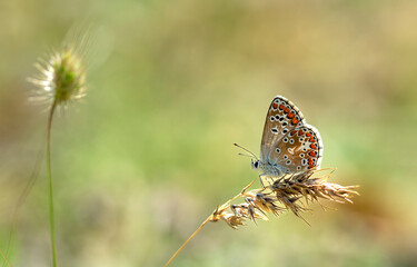 Early in the morning, dew-covered butterflies wait for the sun to come out and dry them to fly.