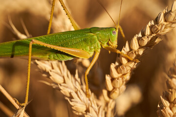 Large green locust on wheat - obrazy, fototapety, plakaty