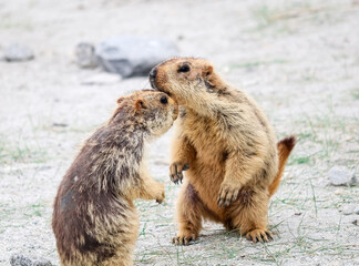 Couple of Himalayan marmot in rock.