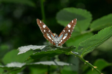 Early in the morning, dew-covered butterflies wait for the sun to come out and dry them to fly.