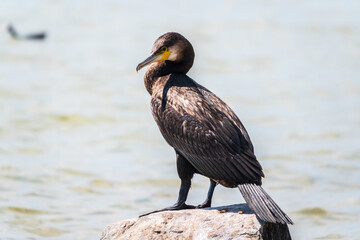 Great cormorant, Phalacrocorax carbo, standing on a stone on the sea shore.