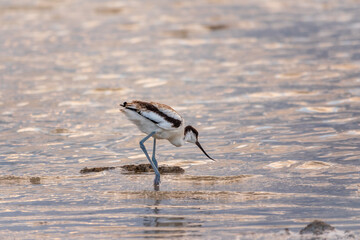 Water bird pied avocet, Recurvirostra avosetta, feeding in the lake. The pied avocet is a large...