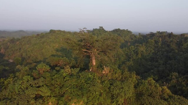 Banyan Tree on Hill by the Beach during sunset in Cox's Bazar, Bangladesh