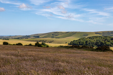A rural Sussex landscape, with wild grass in a field in the foreground
