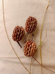 Three pine cones with a beige background