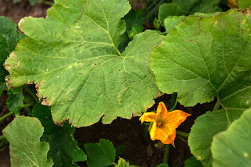 Zucchini flowers are orange. Gardening, vegetable garden, agriculture, rural