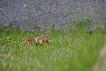 tier, nager, natur, säugetier, wild lebende tiere, wild