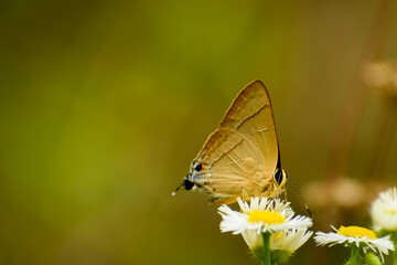 butterfly on a flower