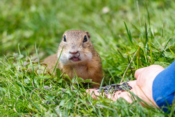 Naklejka na ściany i meble The European ground squirrel eating seeds from hand. The Muranska planina plateau national park in central Slovakia, Europe.
