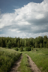 Fototapeta na wymiar Dirt road to the forest. Summer landscape.