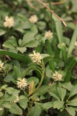 green and yellow flower